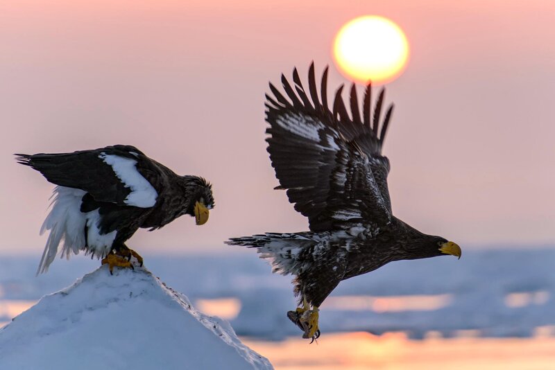 Steller's Sea Eagles — White