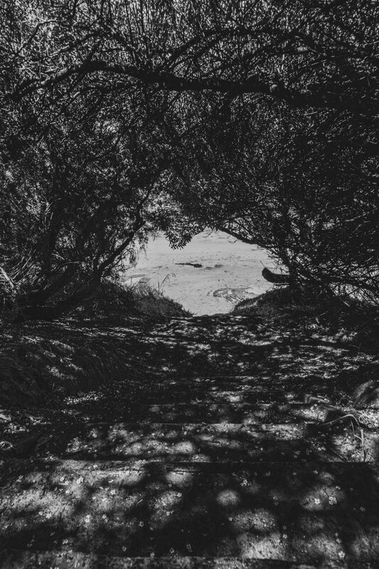 Steps to Beach Through Trees