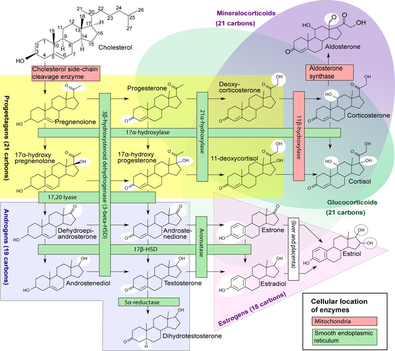 Steroid hormone biosynthesis pathway