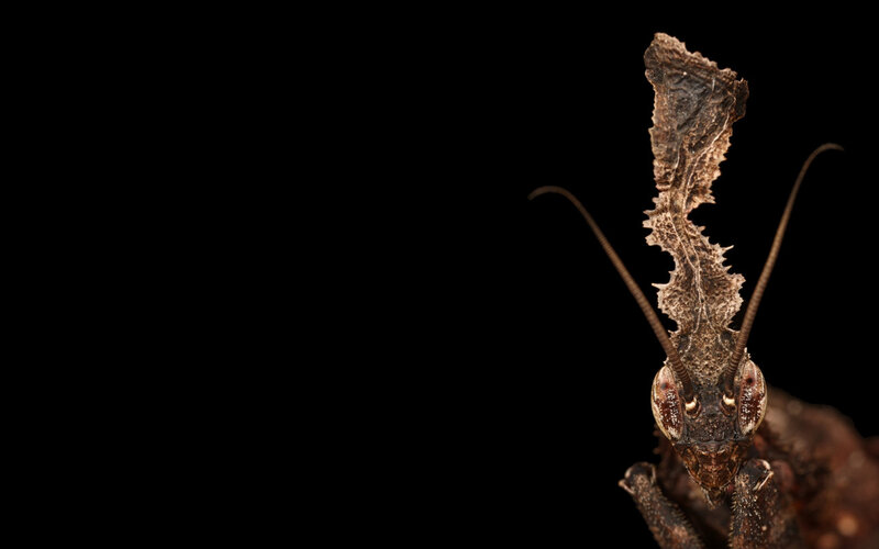 Stick Insect Head