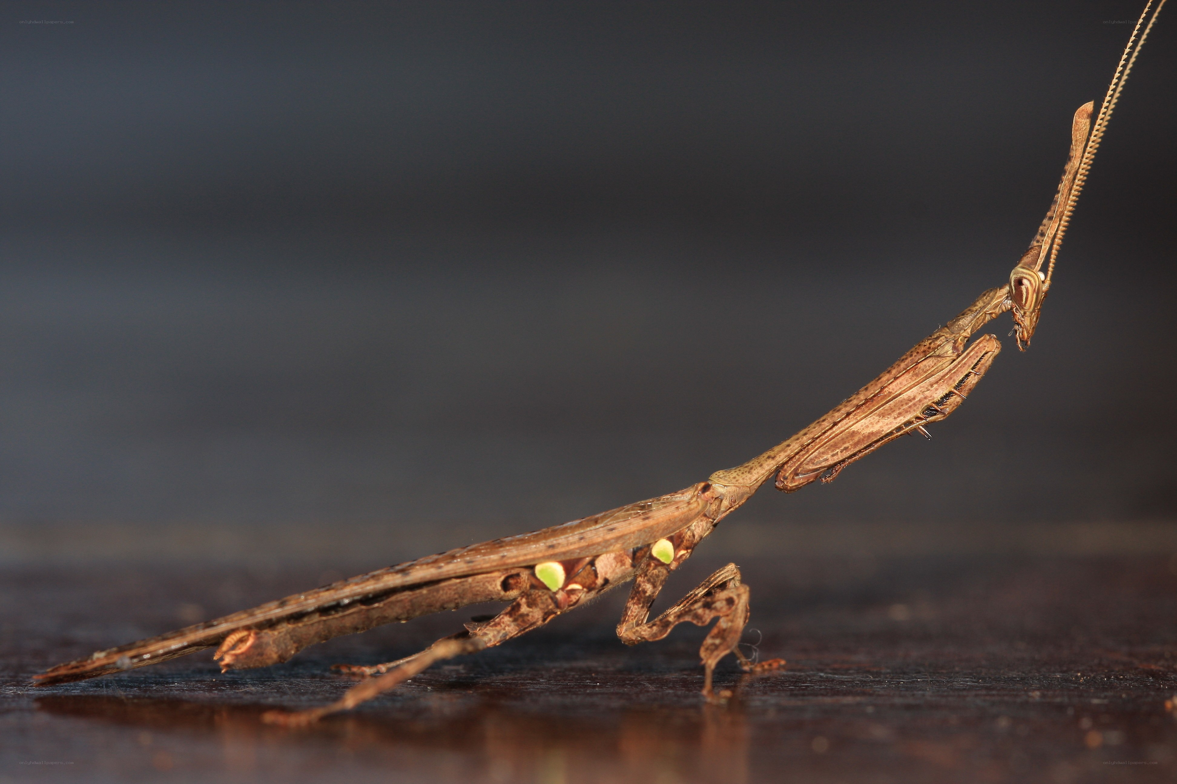 Stick insect in close-up