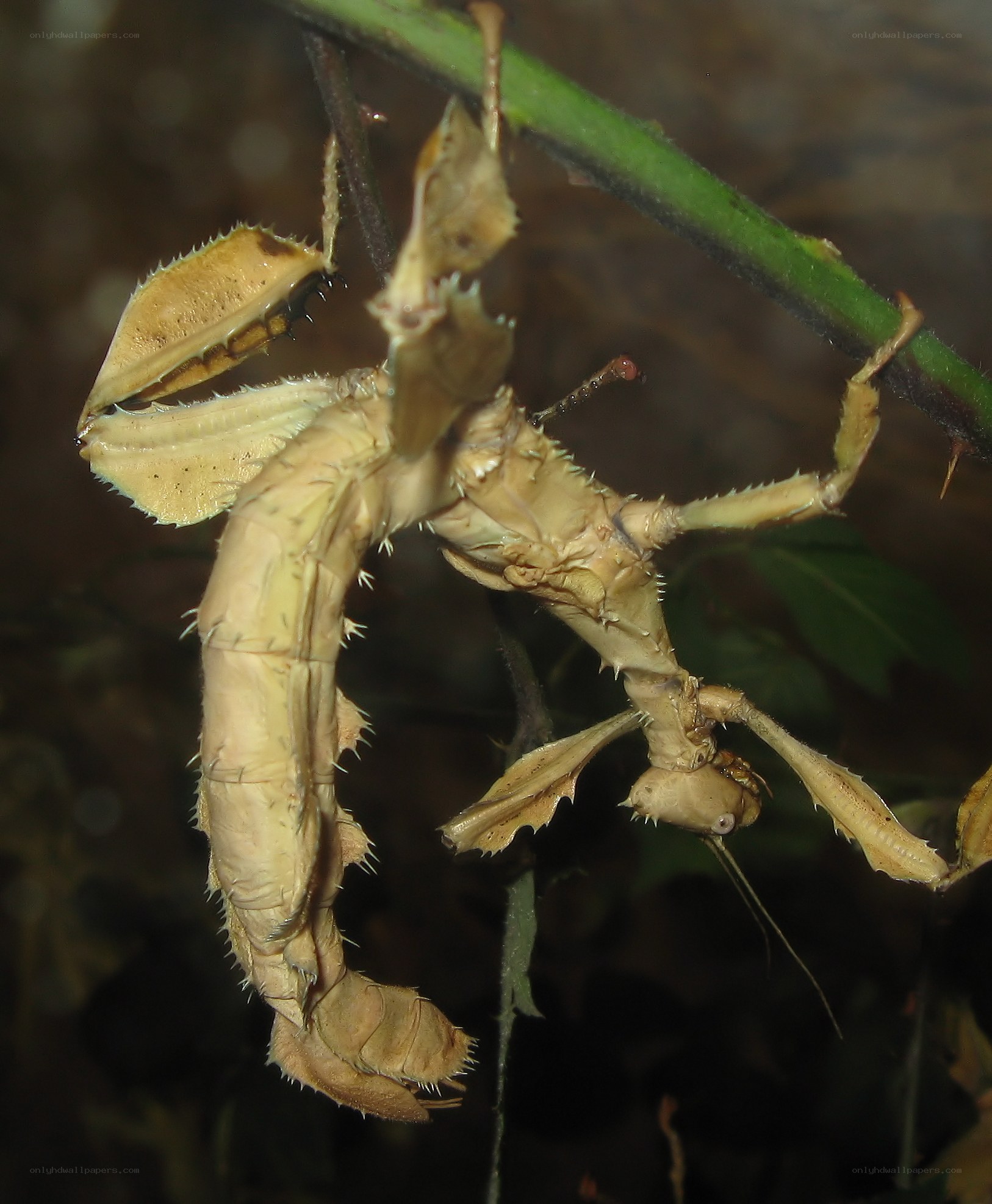 Stick insect molting on a branch