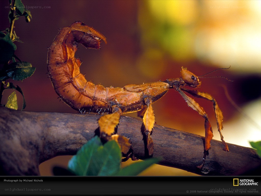 Stick insect on a branch