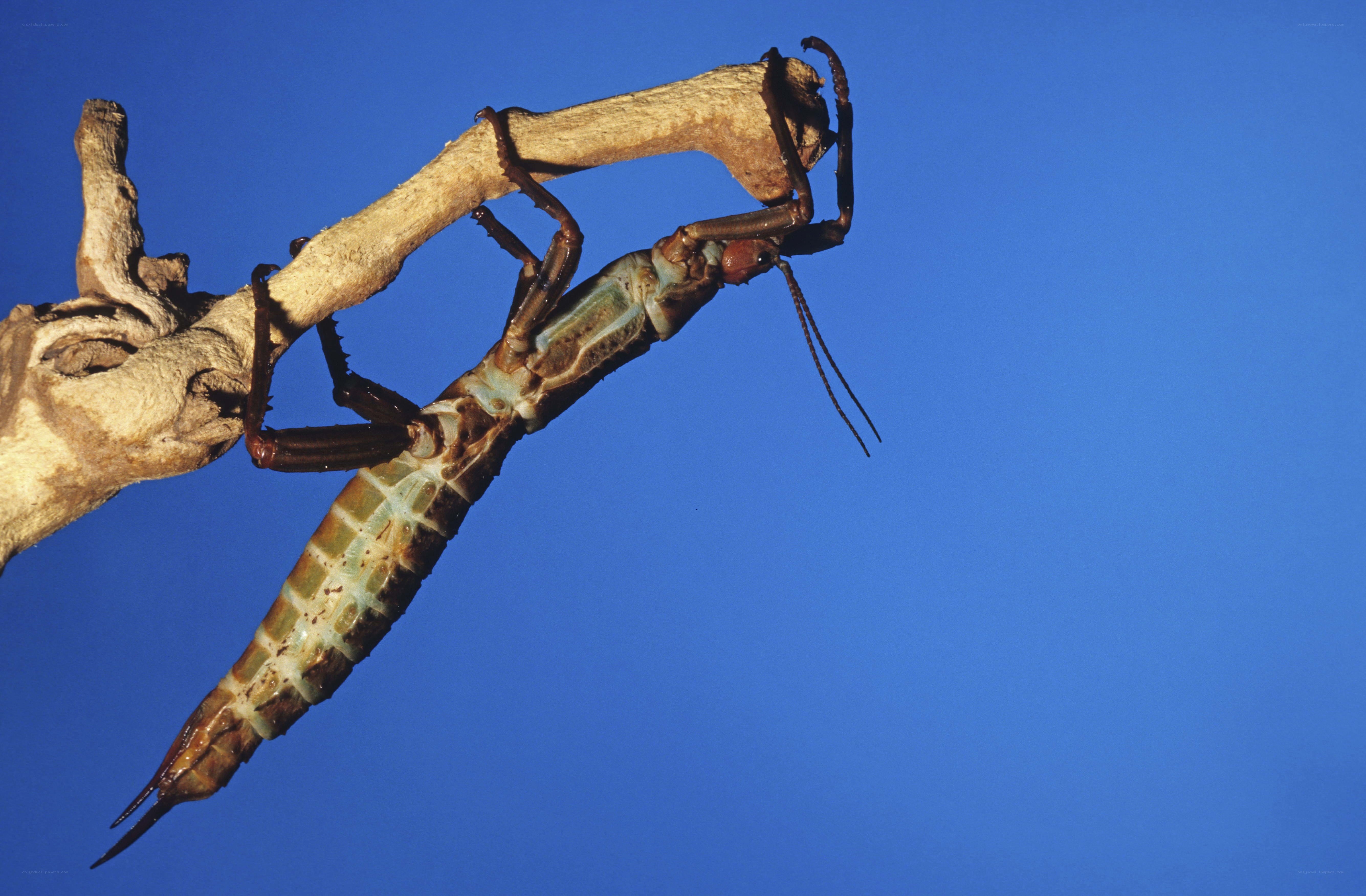 Stick insect on a branch