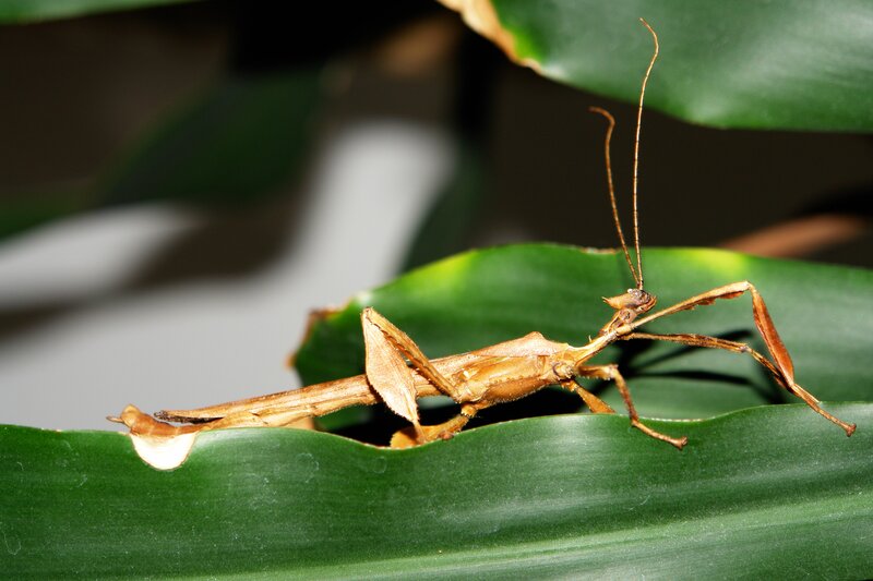 Stick insect on a leaf