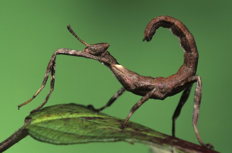 Stick insect on a leaf