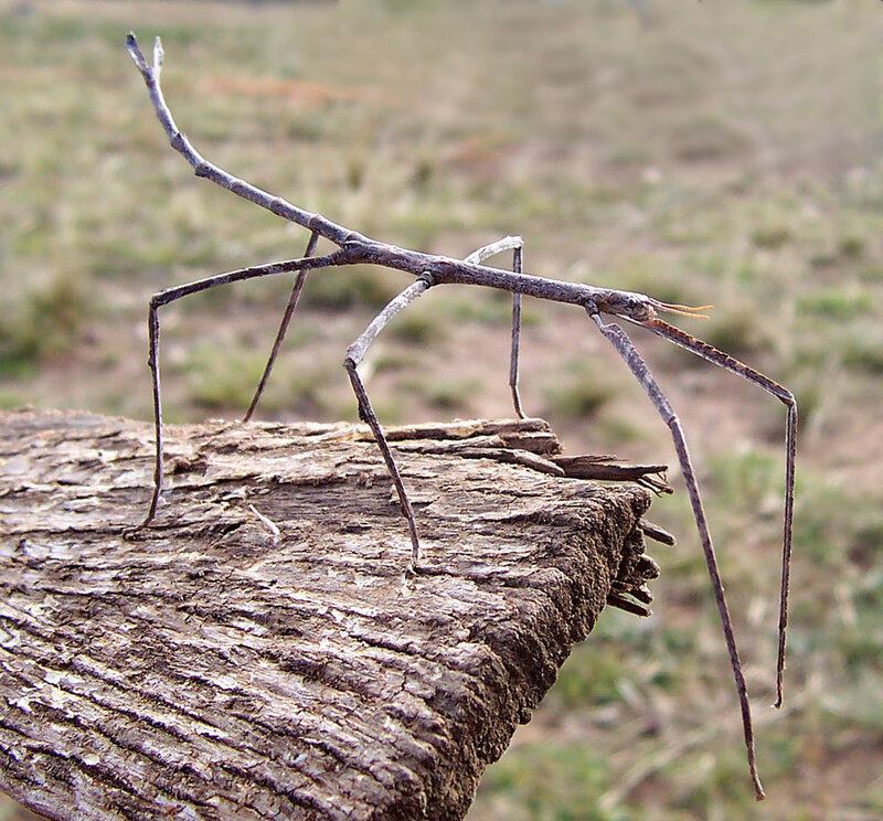 Stick insect on a log