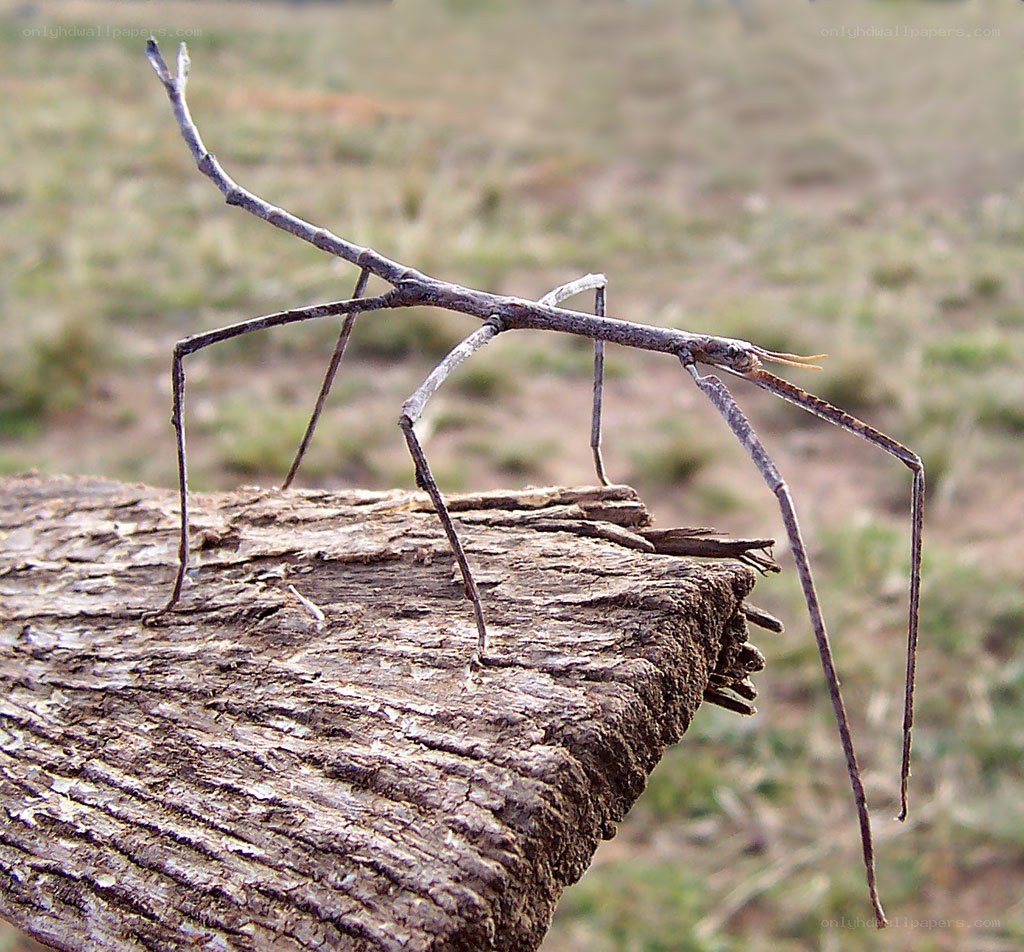Stick insect on a log