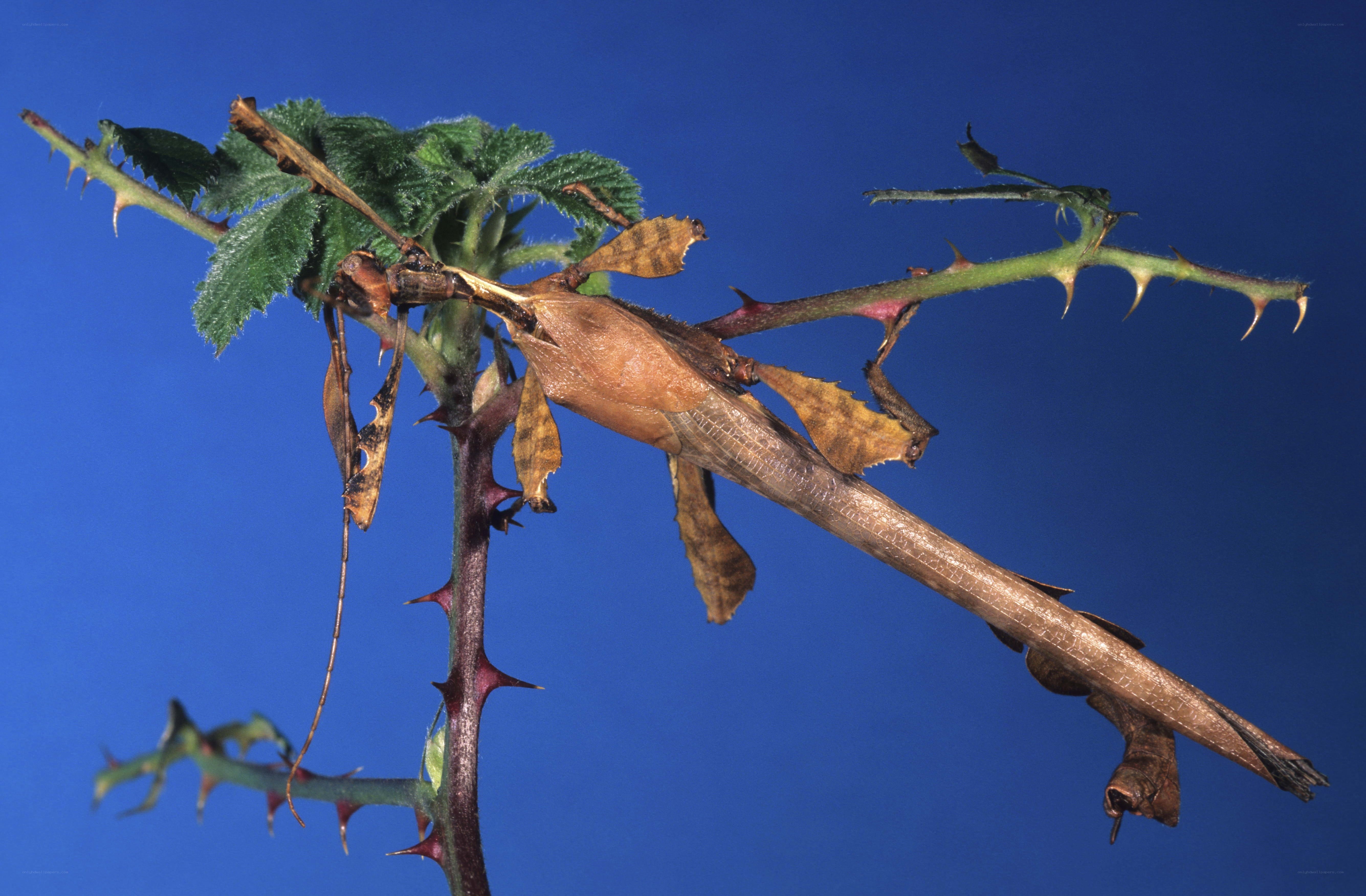 Stick insect on a thorny branch