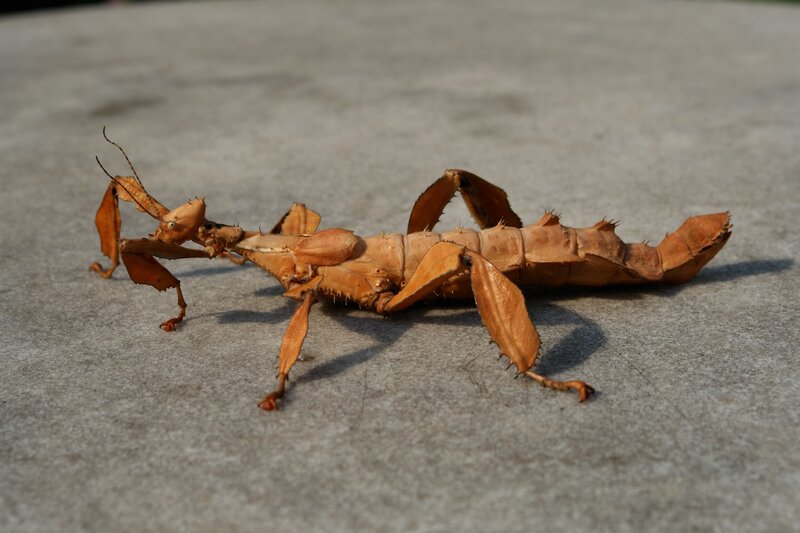 Stick insect on concrete