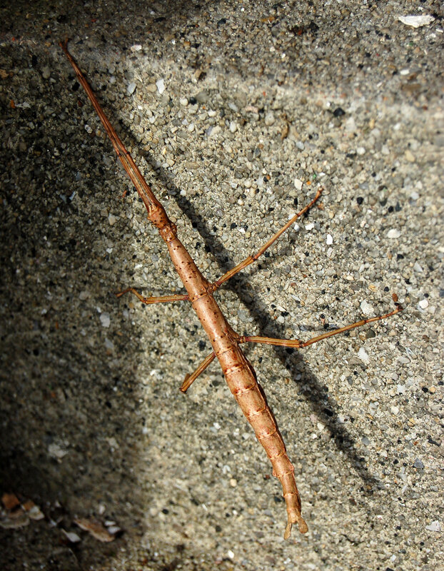 Stick insect on concrete