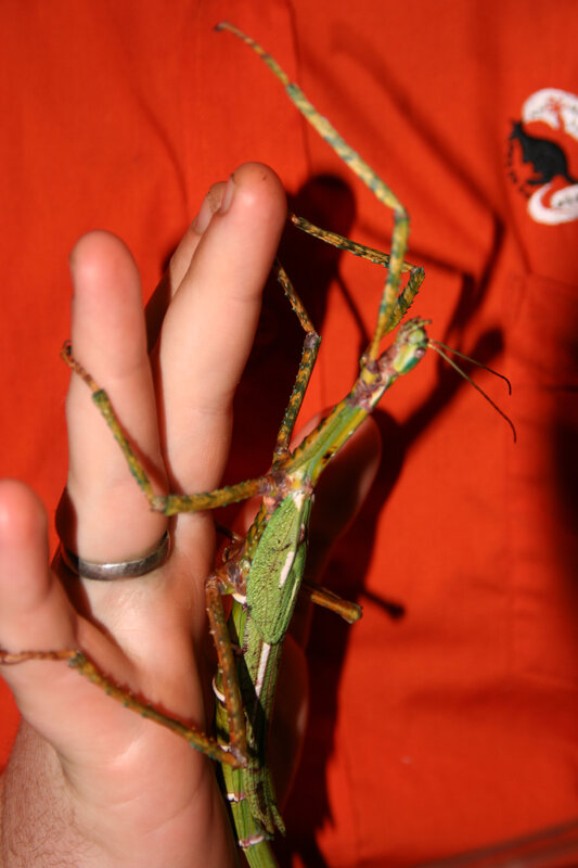 stick insect on hand
