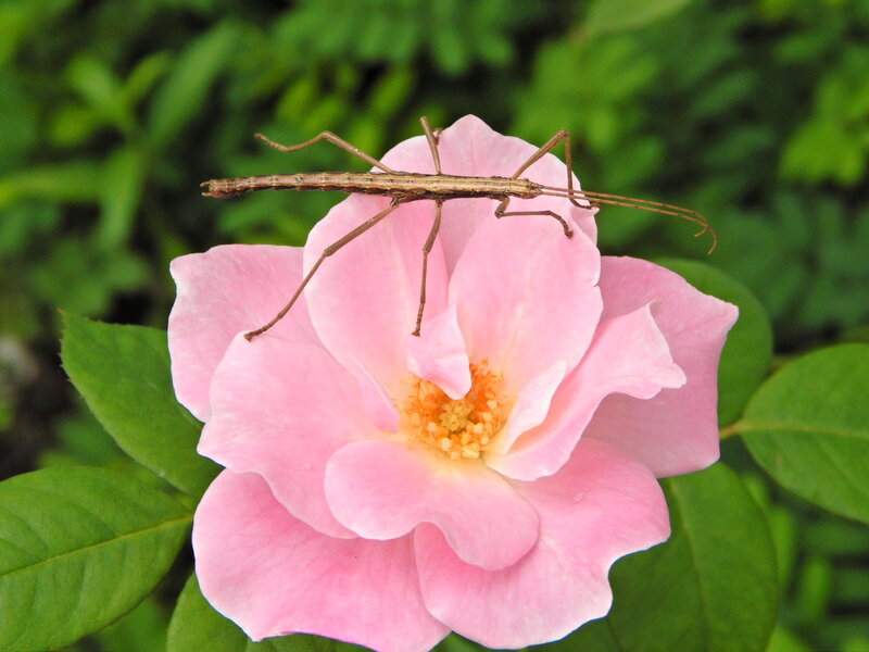 Stick Insect on Pink Rose