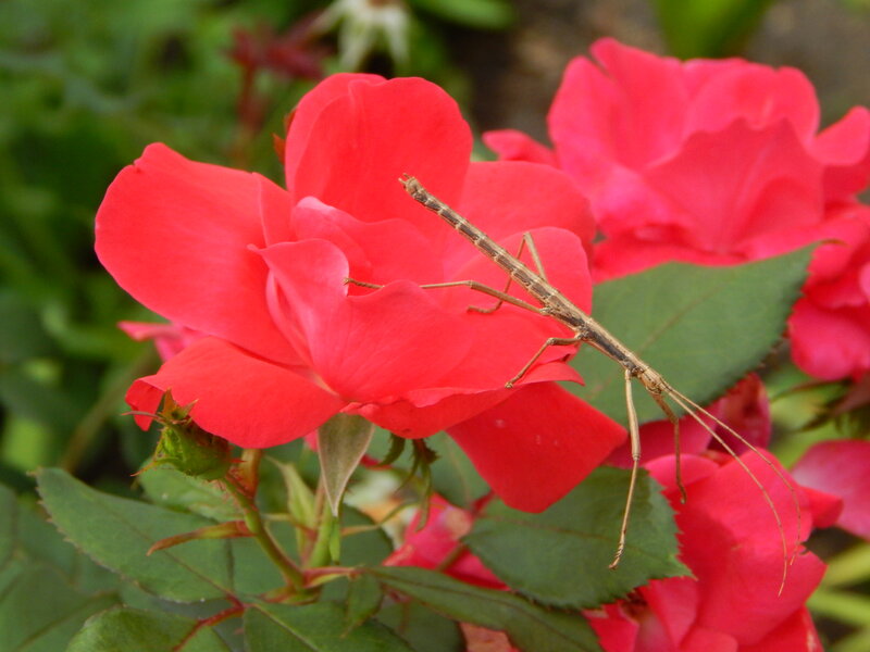 Stick Insect on Rose — Red, Calm
