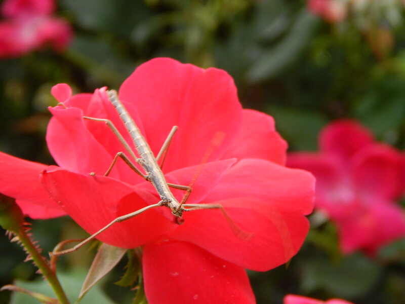 Stick Insect on Rose — Red
