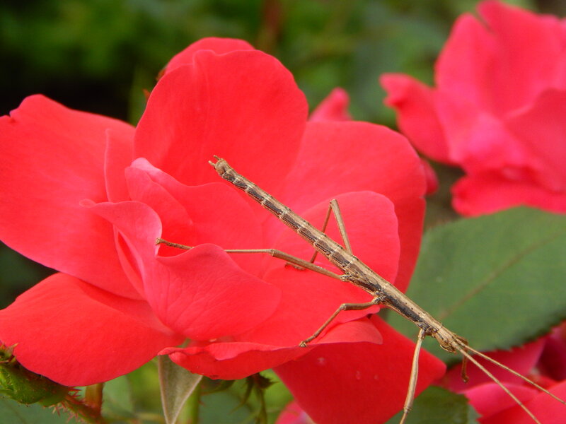 Stick Insect on Rose