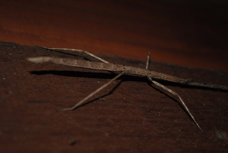 stick insect on wood