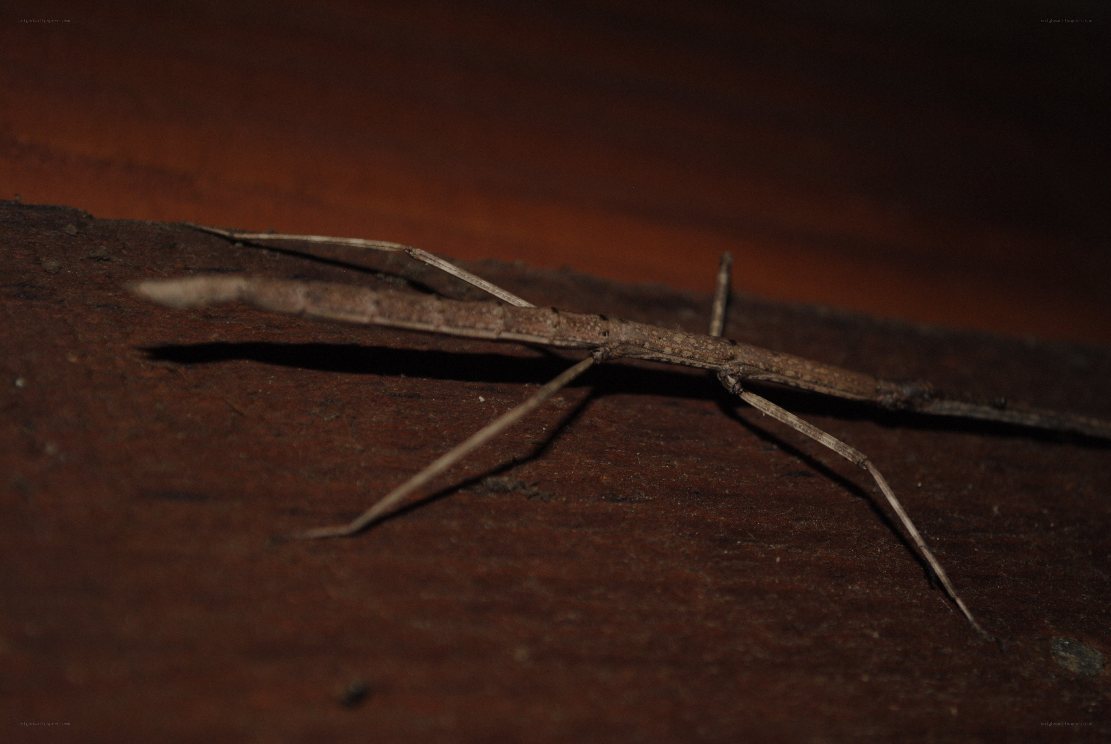 stick insect on wood