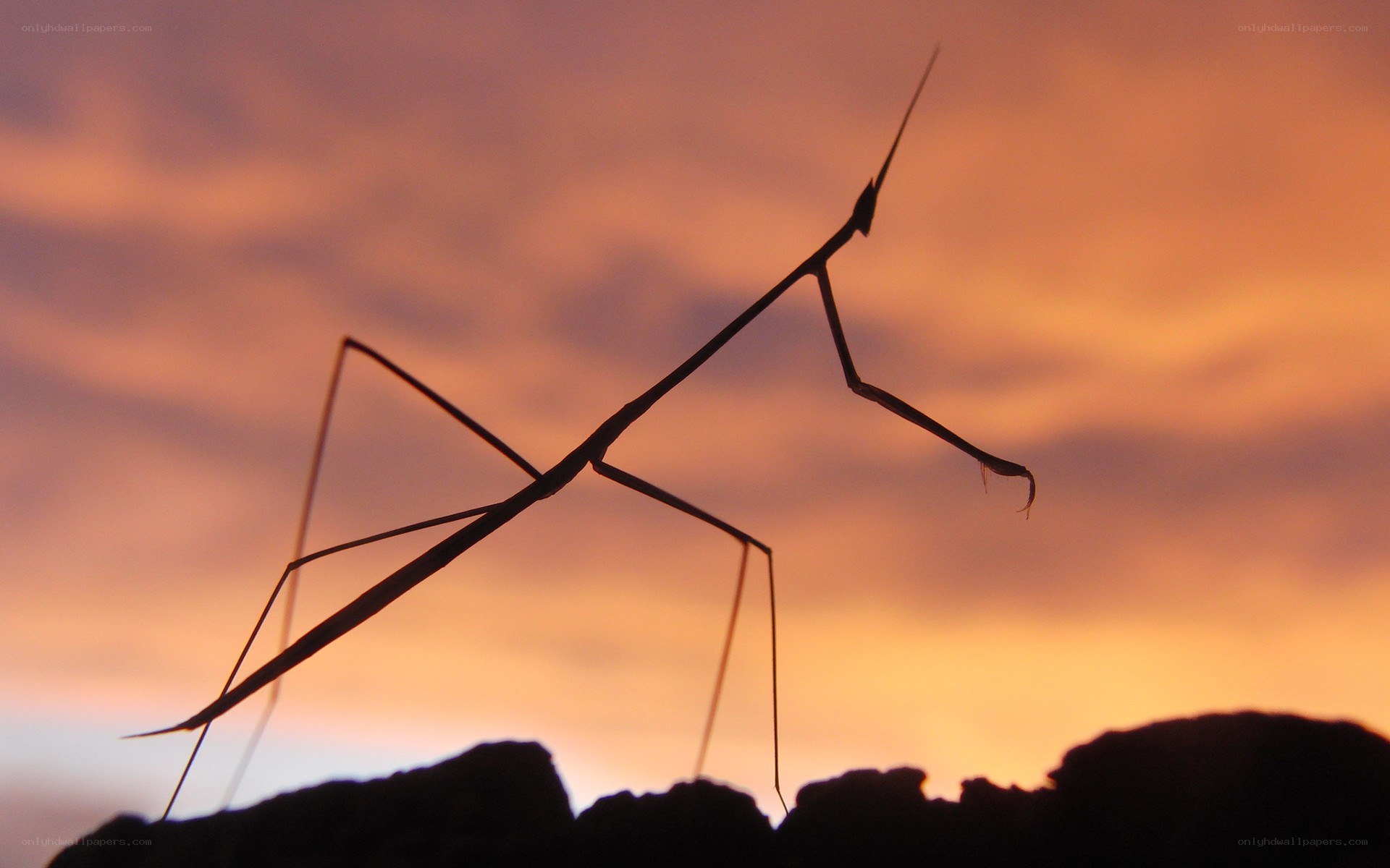 Stick insect silhouette at sunset