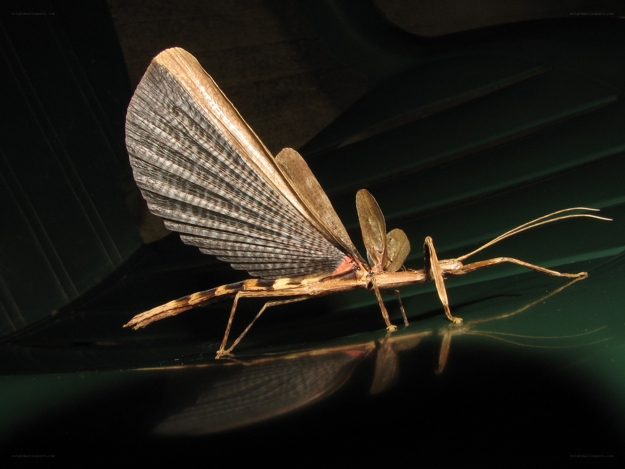 stick insect with wings spread