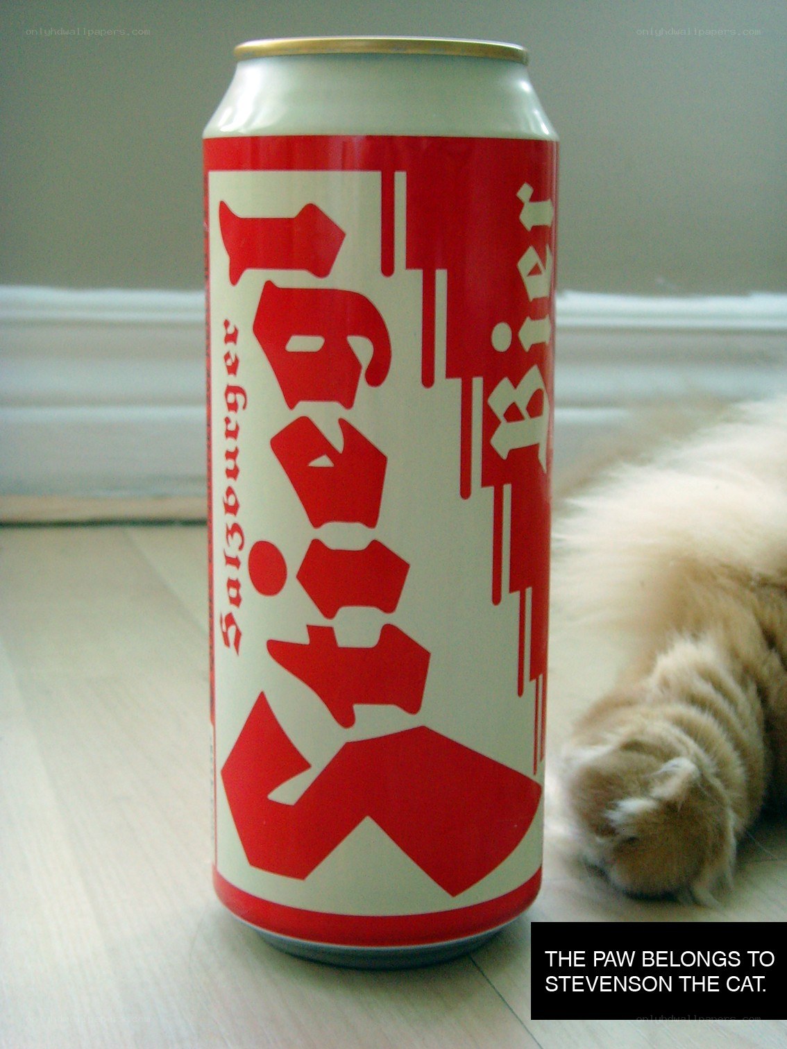 Stiegl beer can with cat