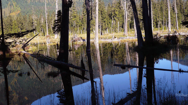 Still Lake in Forest