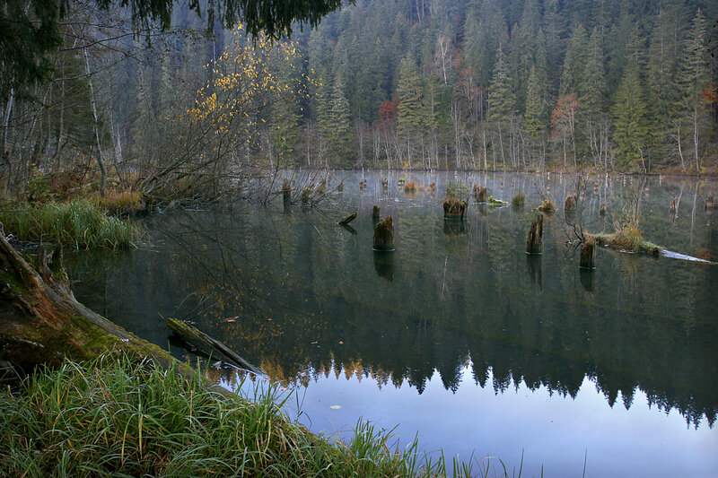 Still Lake with Tree Stumps