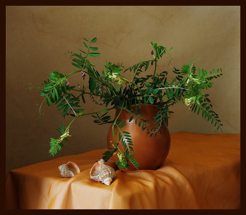 Still life with plant and shells
