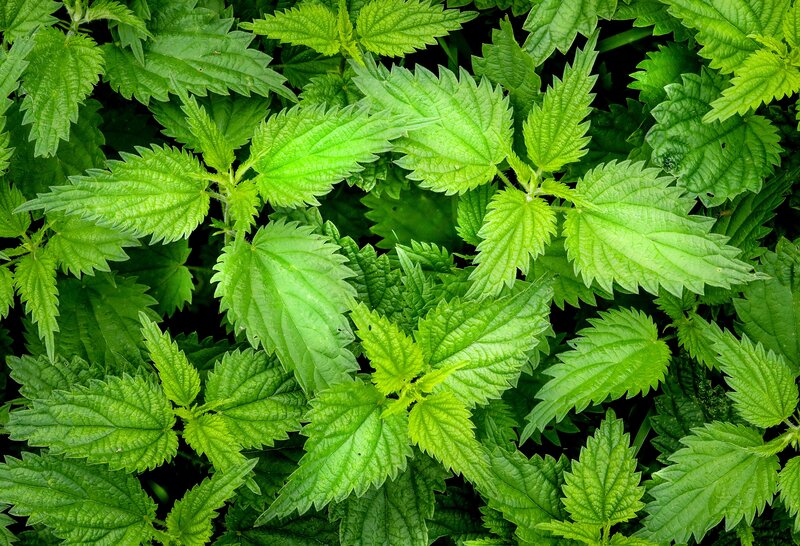 Stinging Nettle Leaves
