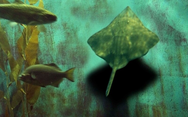 Stingray and fish in kelp forest