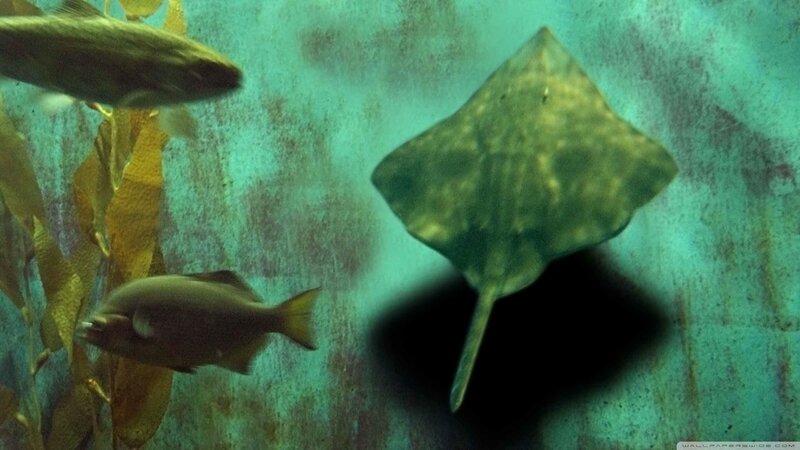 Stingray and Fish in Kelp