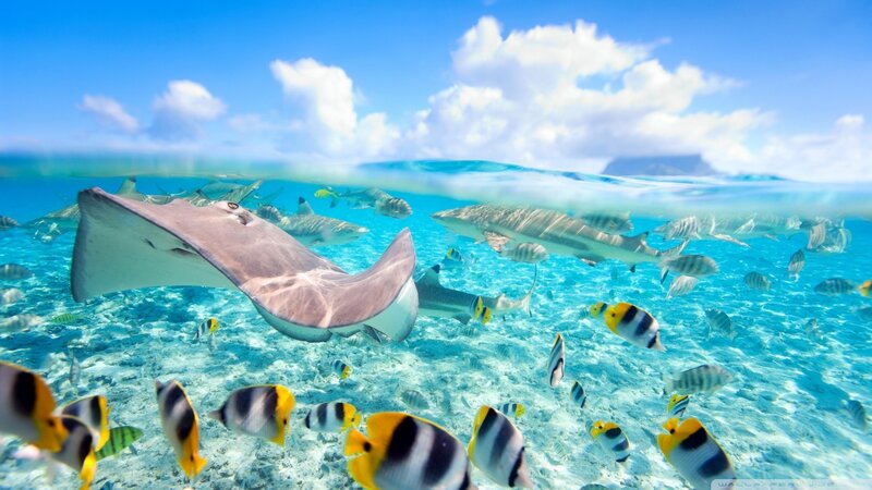 Stingray and Tropical Fish — Blue, Serene
