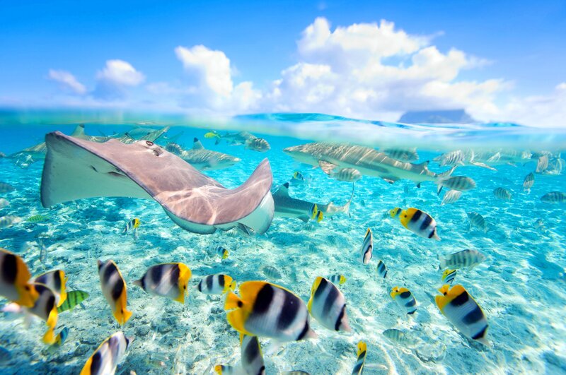 Stingray and Tropical Fish — Blue