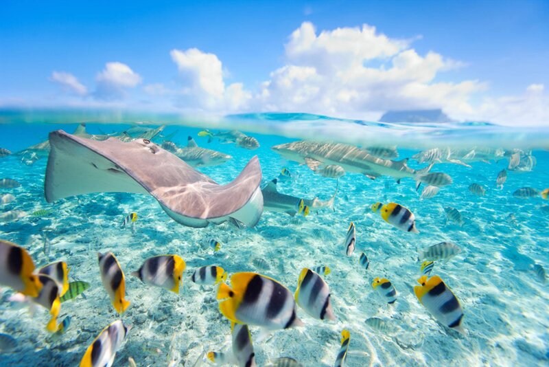 Stingray and Tropical Fish
