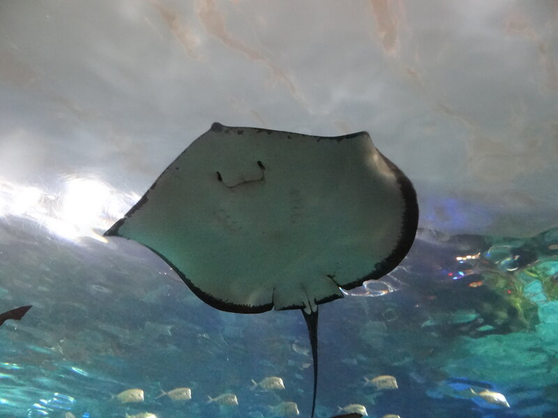 Stingray in Aquarium — Blue