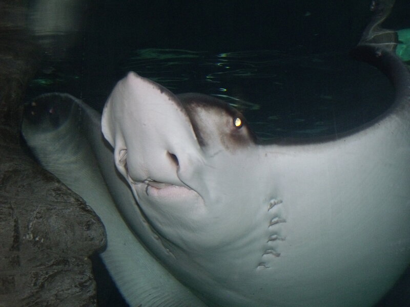 Stingray in aquarium