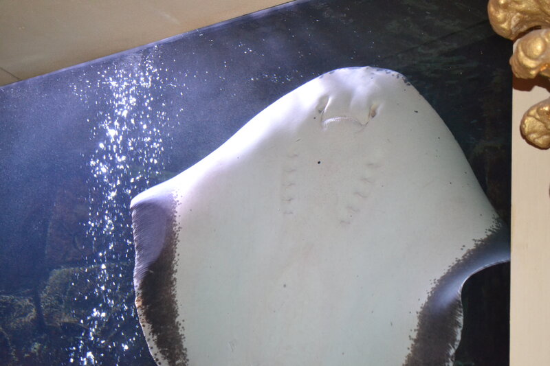 Stingray in Aquarium — White