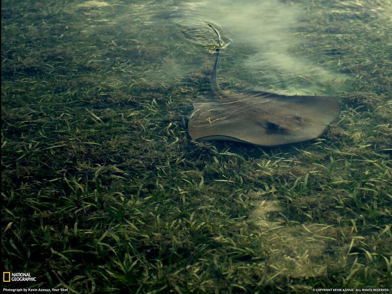 Stingray in seagrass bed