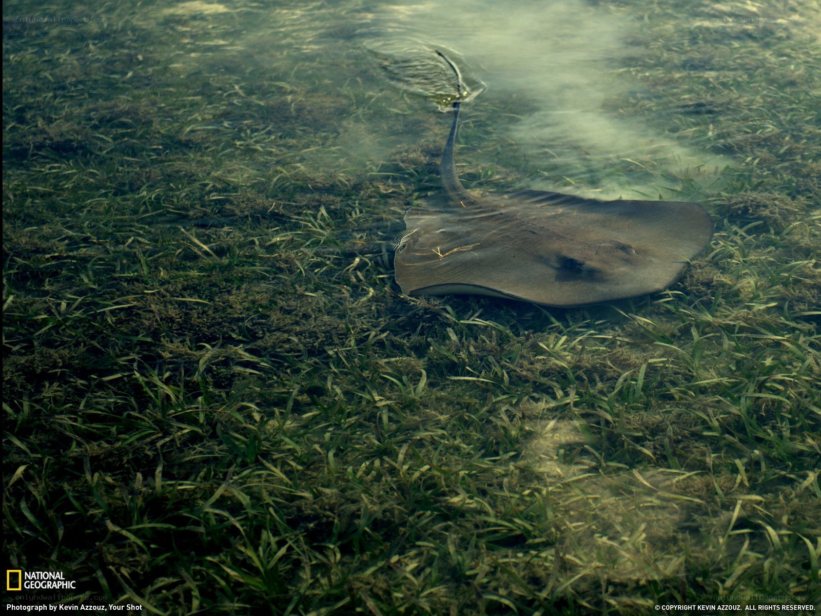 Stingray in seagrass bed