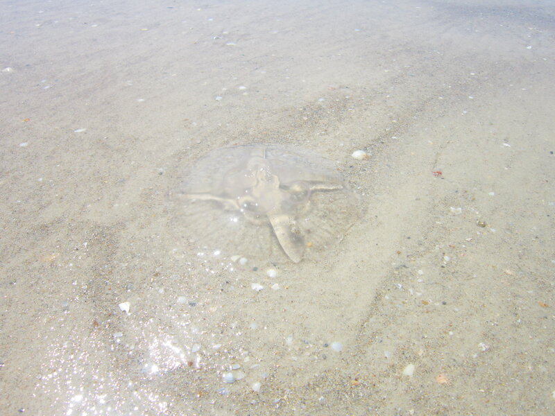Stingray in Shallow Water