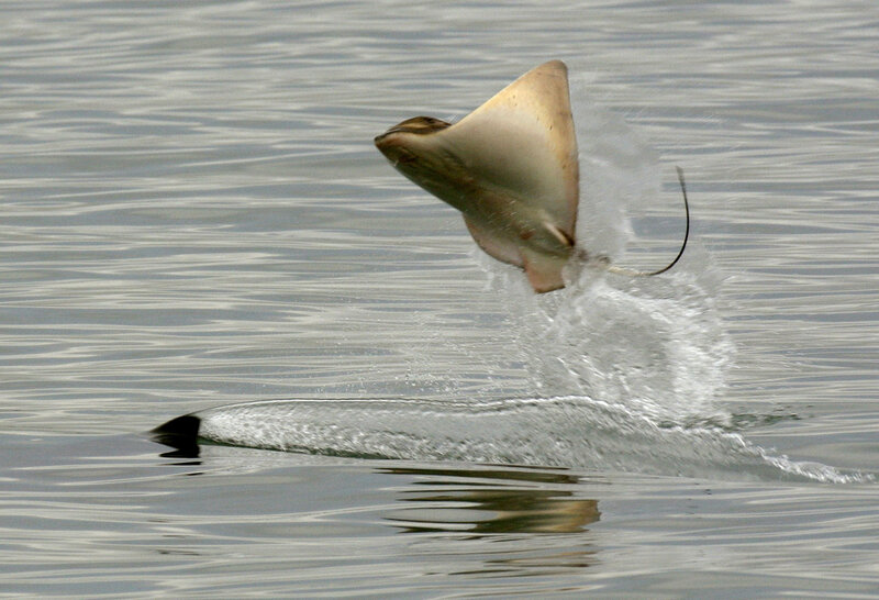 Stingray leaping from water