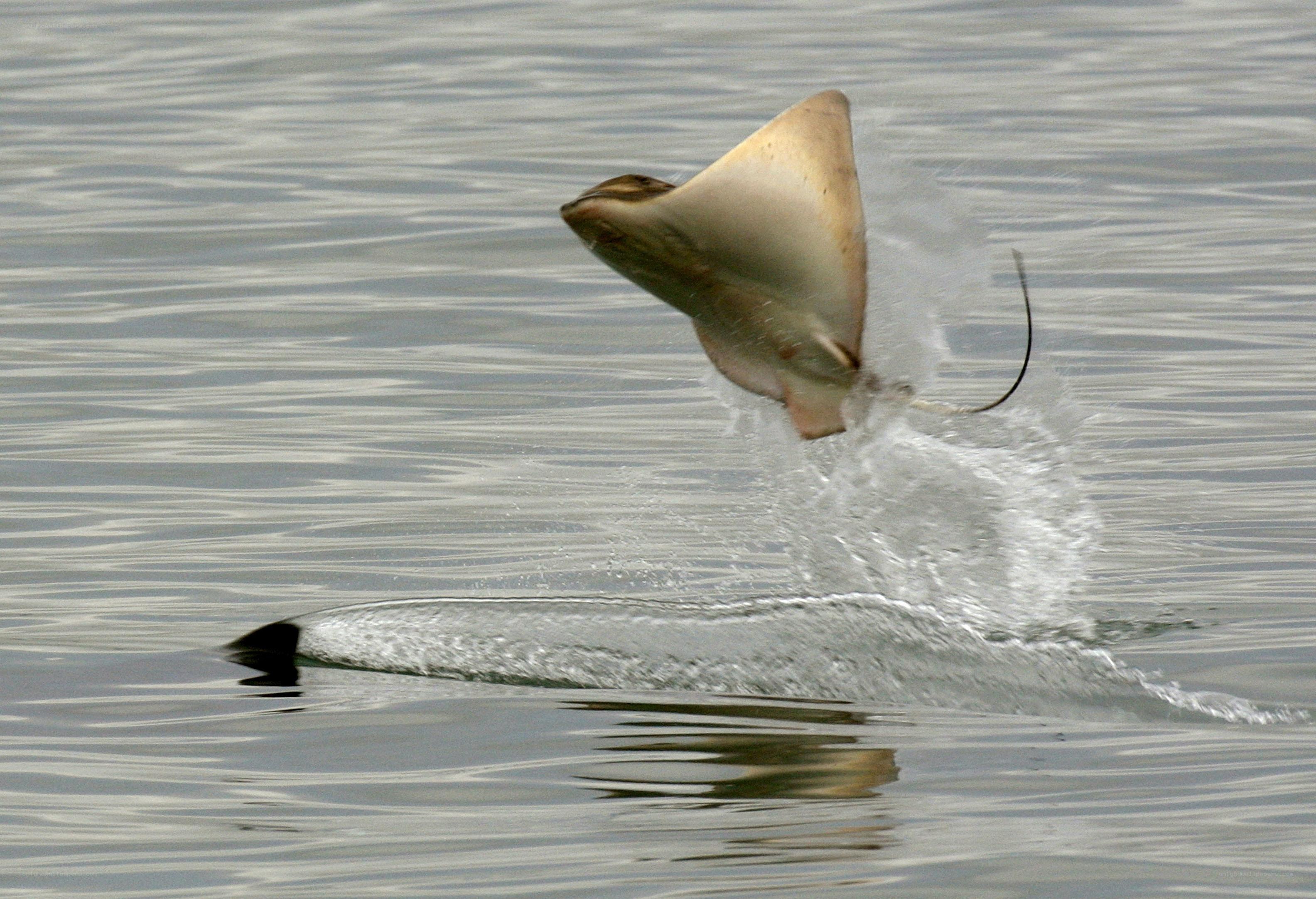 Stingray leaping from water