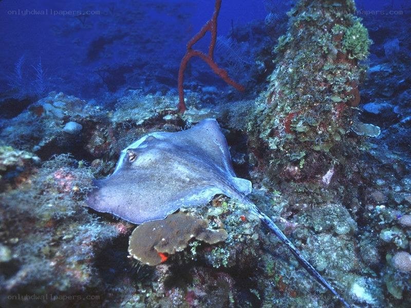 Stingray on coral reef