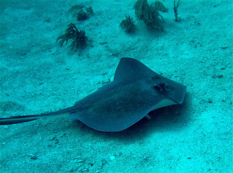 Stingray on Ocean Floor