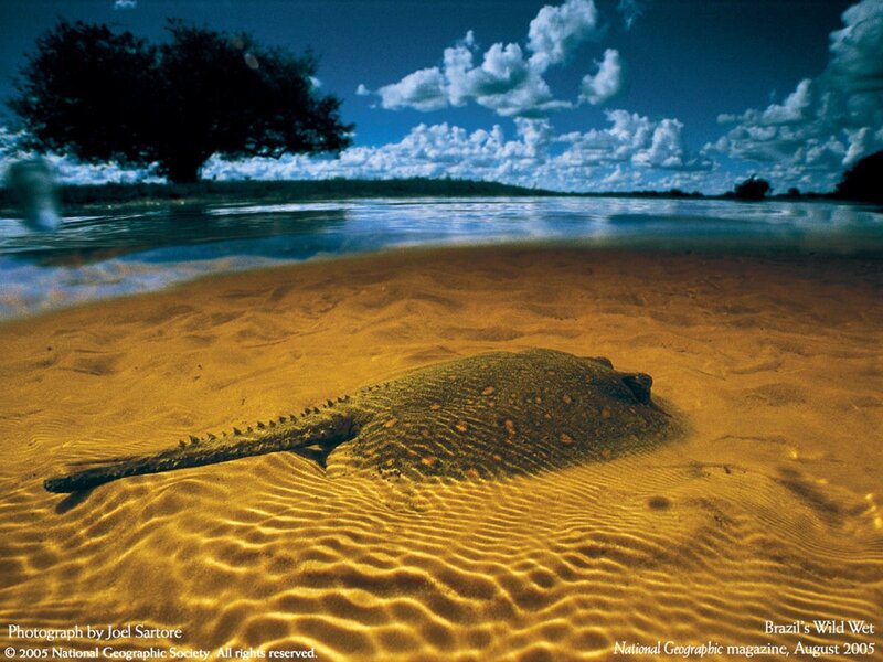 Stingray on riverbed
