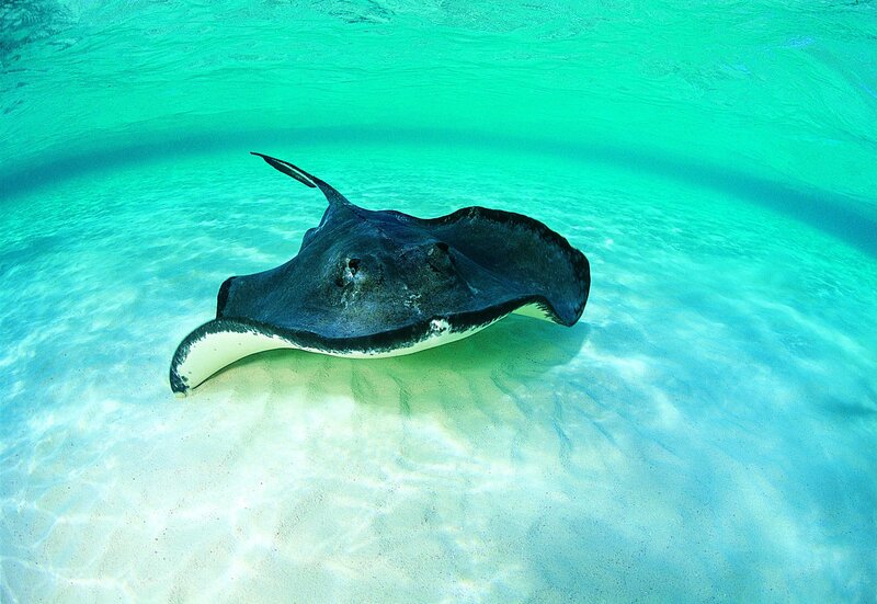 Stingray on sandy ocean floor