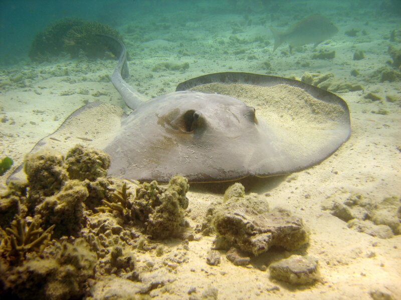 Stingray on sandy ocean floor