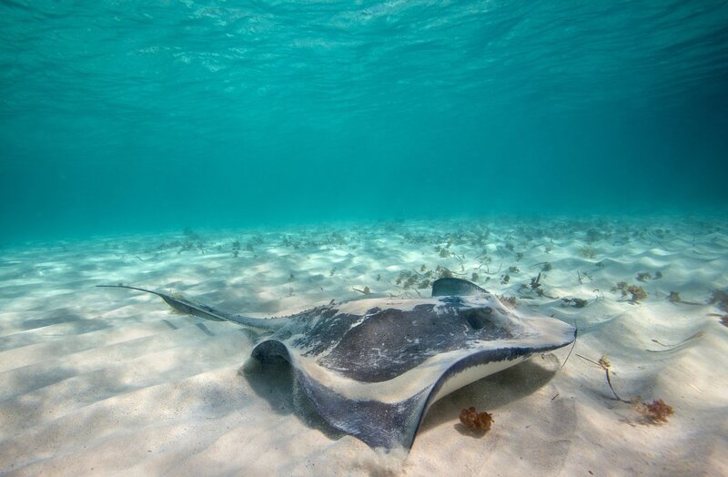Stingray on Sandy Ocean Floor — Blue