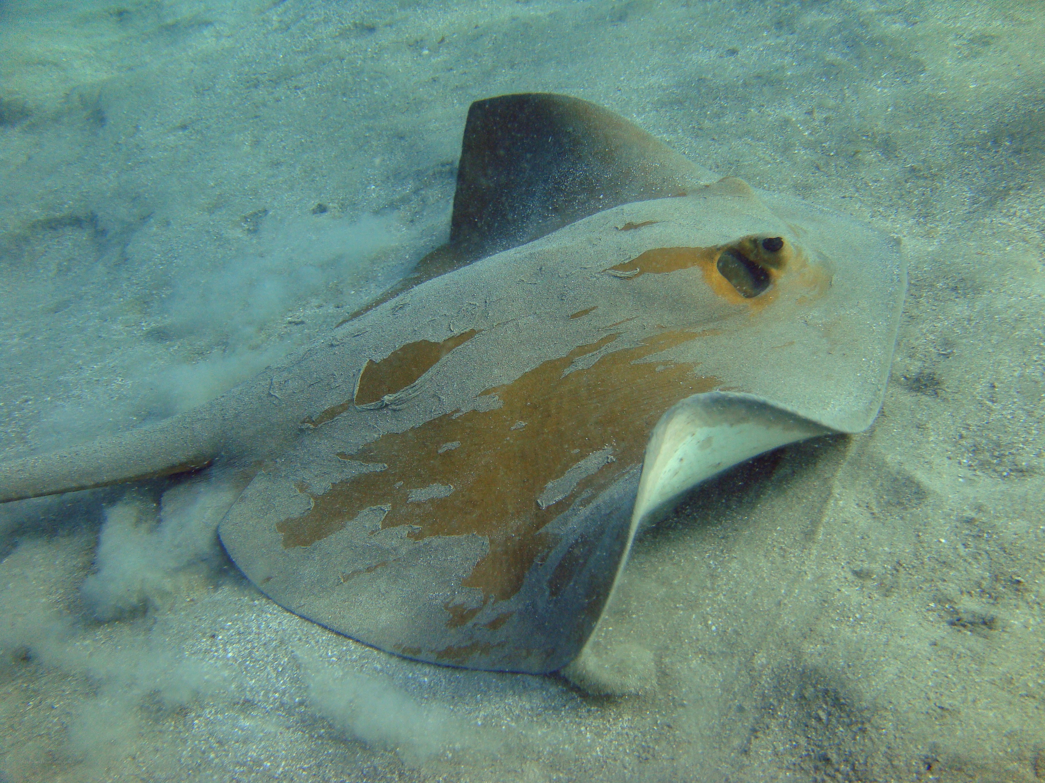 stingray on sandy ocean floor