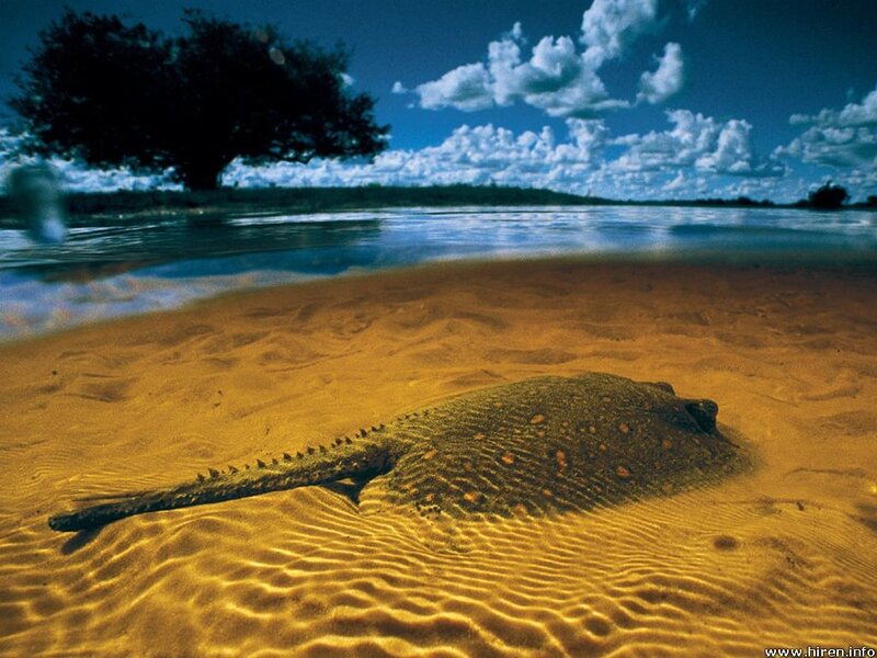 Stingray on sandy riverbed
